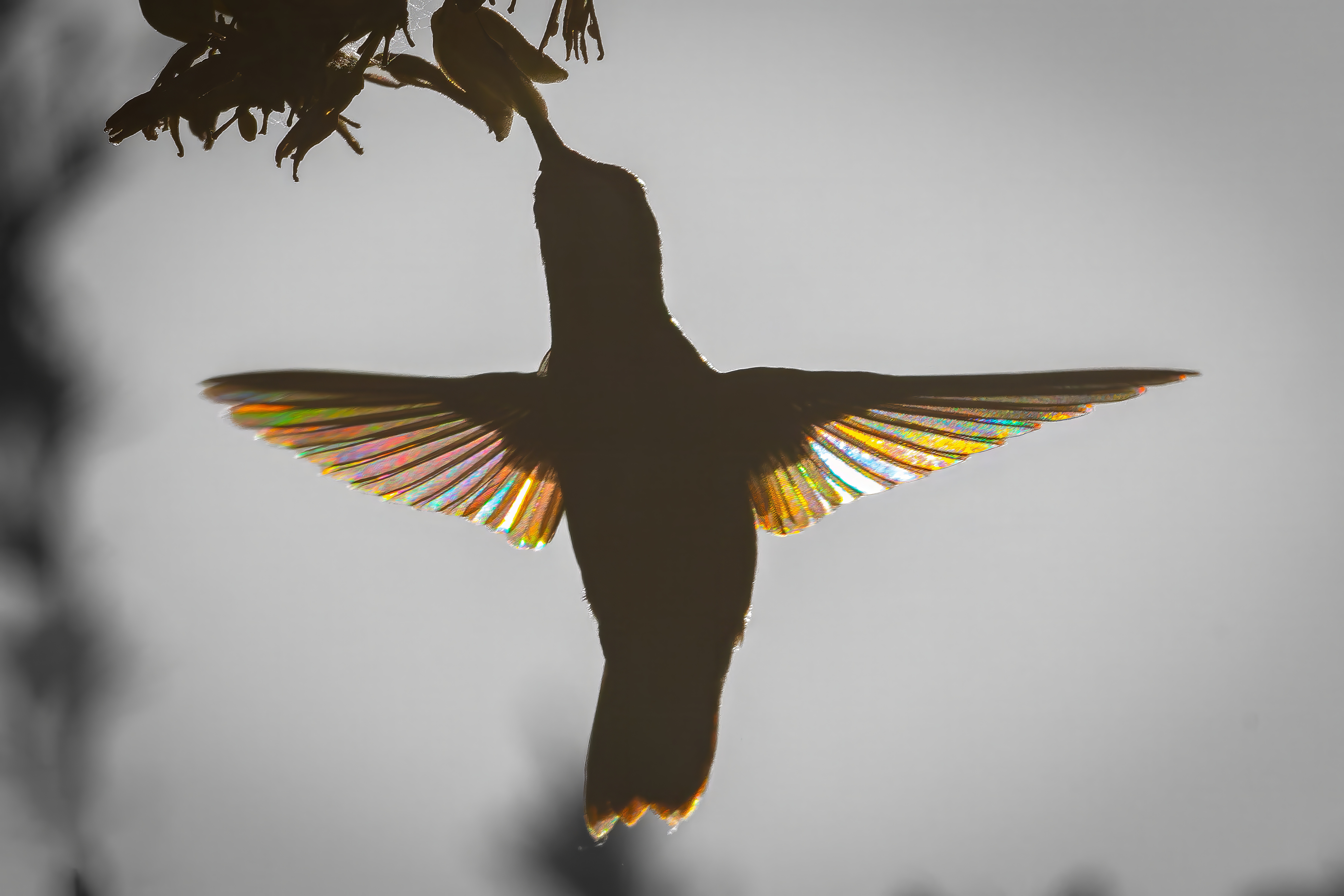When light, angles, motion and patience all come together, the result is a visually stunning capture of a silhouetted hummingbird with "stained glass wings".
