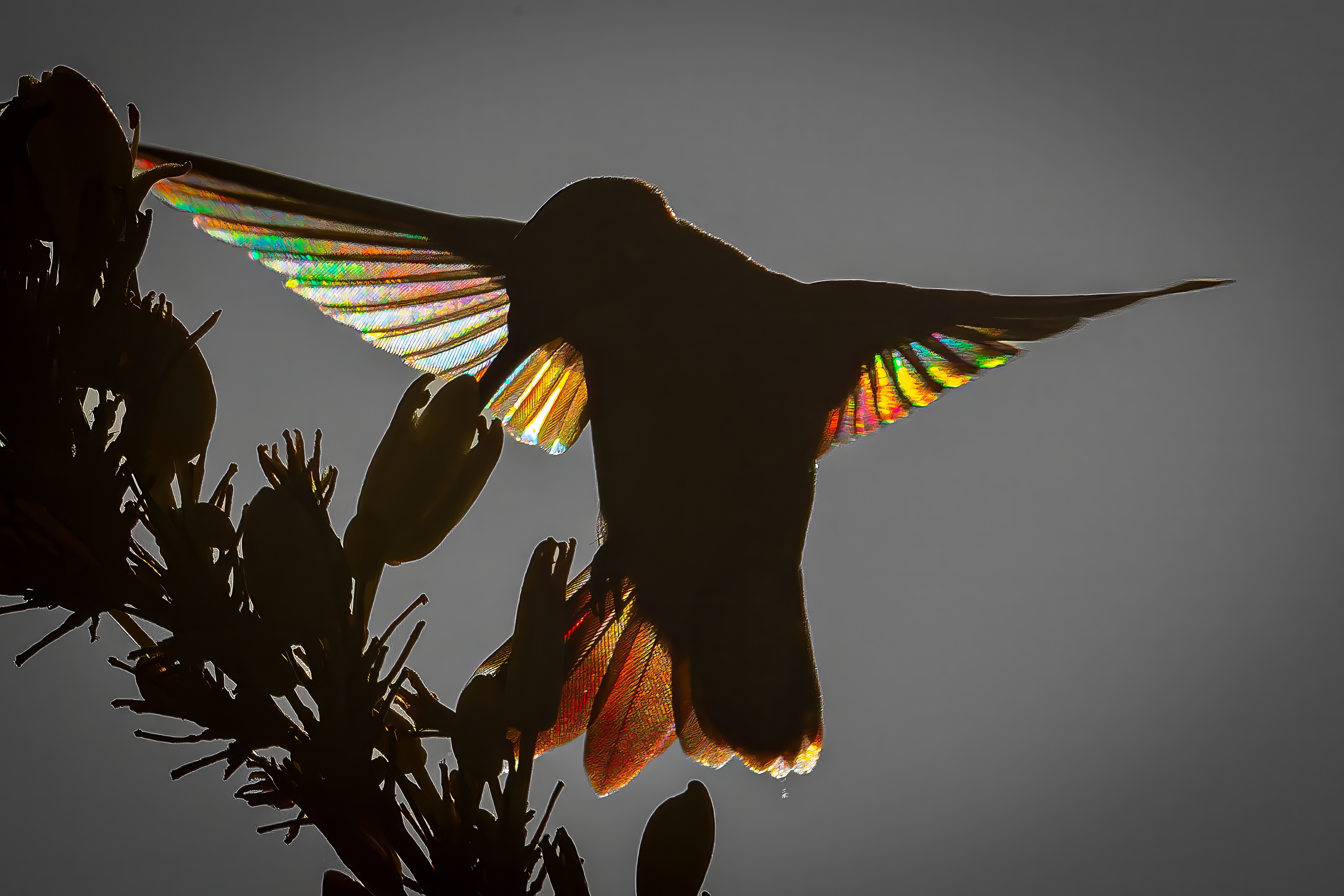 When light, motion, angles and patience all come together, the result is a visually mesmerizing capture of a silhouetted hummingbird with 'stained glass wings'.