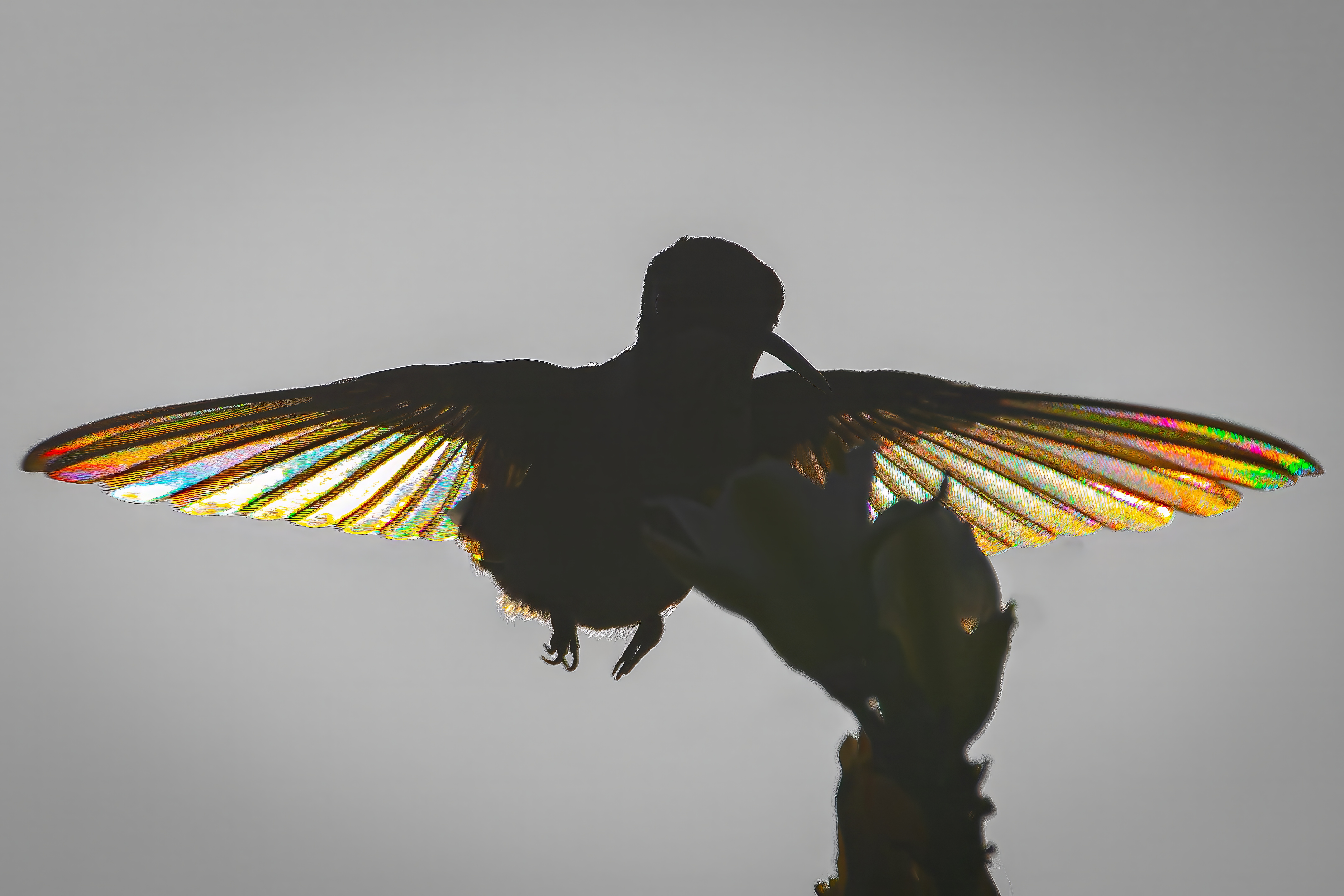When light, motion, angles and patience all come together, the results is a visually mesmerizing hummingbird silhouetted, with 'stained glass wings'.
