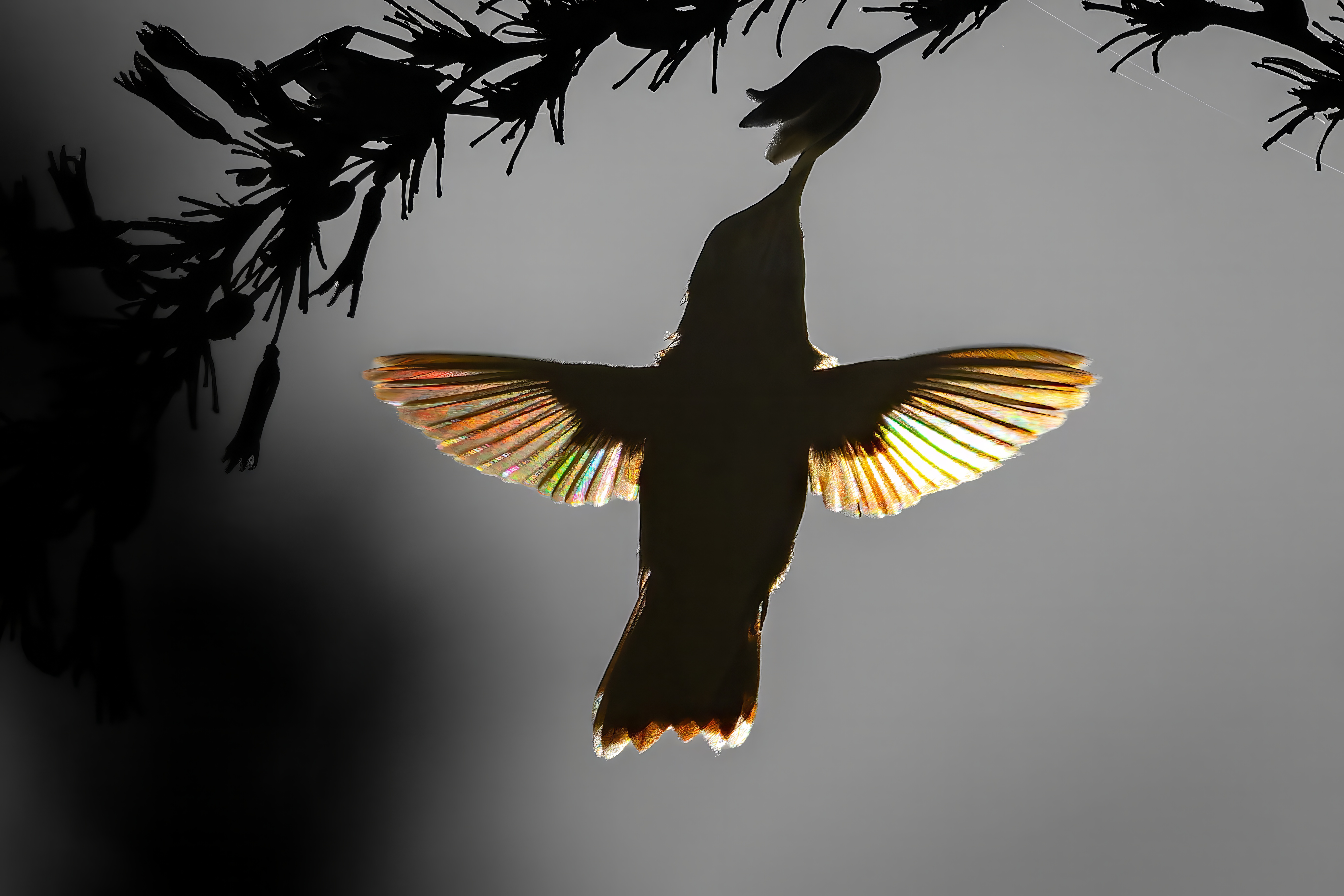When light, motion, angles and patience all come together, the results is a visually mesmerizing hummingbird silhouetted, with 'stained glass wings'.