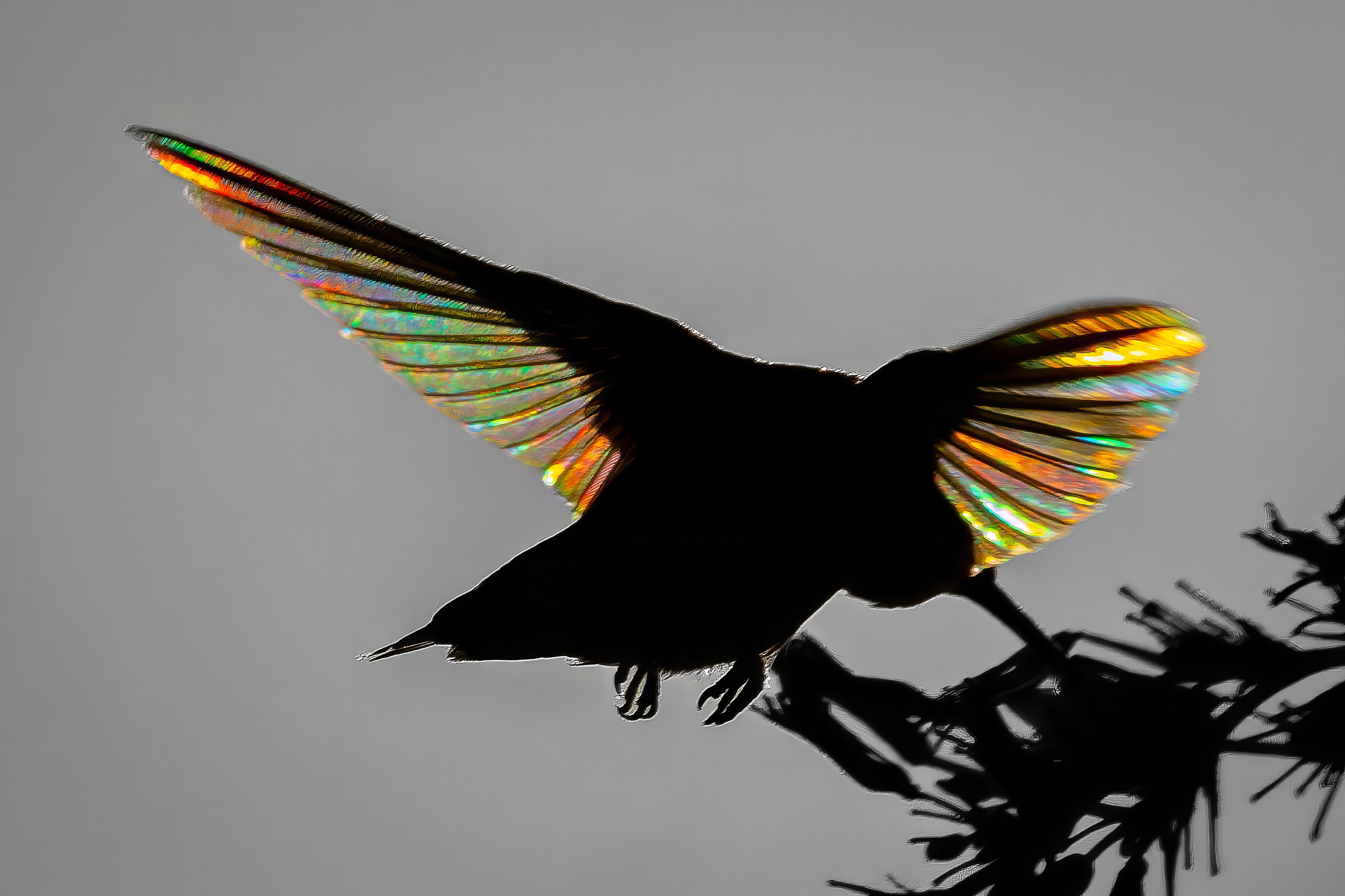 When light, motion, angles and patience all come together, the result is a visually mesmerizing capture of a silhouetted hummingbird with 'stained glass wings'.